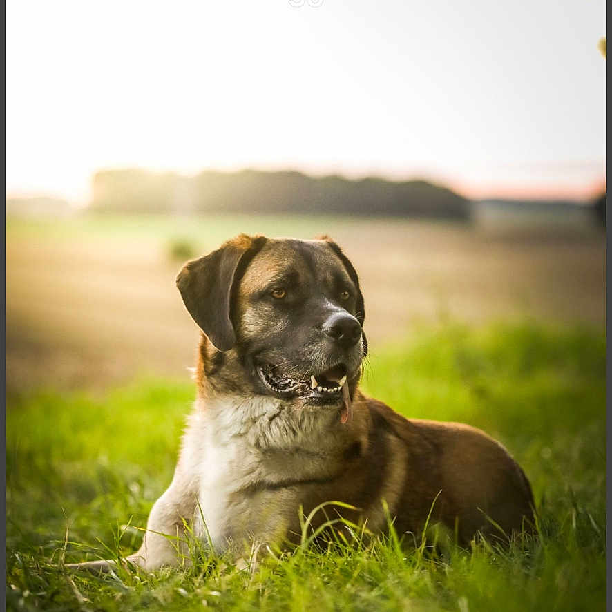 Diego a rejoint le concours — aidez-le/la à gagner de superbes lots ! accessories, animal, beagle, boxer, bulldog, canine, dog, grass, hound, labradorretriever, lawn, person, pet, photography, plant, pug, puppy, snout, strap, text