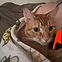 Louie is registered to the contest to win money with this photo: cat, orange_tabby, blanket, bee_pattern, person, shoulder, cozy, indoor, pet, feline, resting, closeup, fur, comfort, warm, relaxed, animal, domestic, snuggled, soft