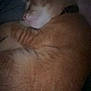 Louie joined the competition — help win amazing prizes! cat, orange_tabby, sleeping, curled_up, feline, pet, cozy, fur, animal, resting, indoors, blanket, nap, cute, whiskers, collar, quiet, soft, warm, domestic