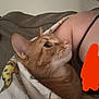 cat, blanket, person, indoor, cozy, feline, couch, snuggled, orange_cat, whiskers, pet, companion, relaxing, home, cute, fur, animal, resting, comfort, looking_up