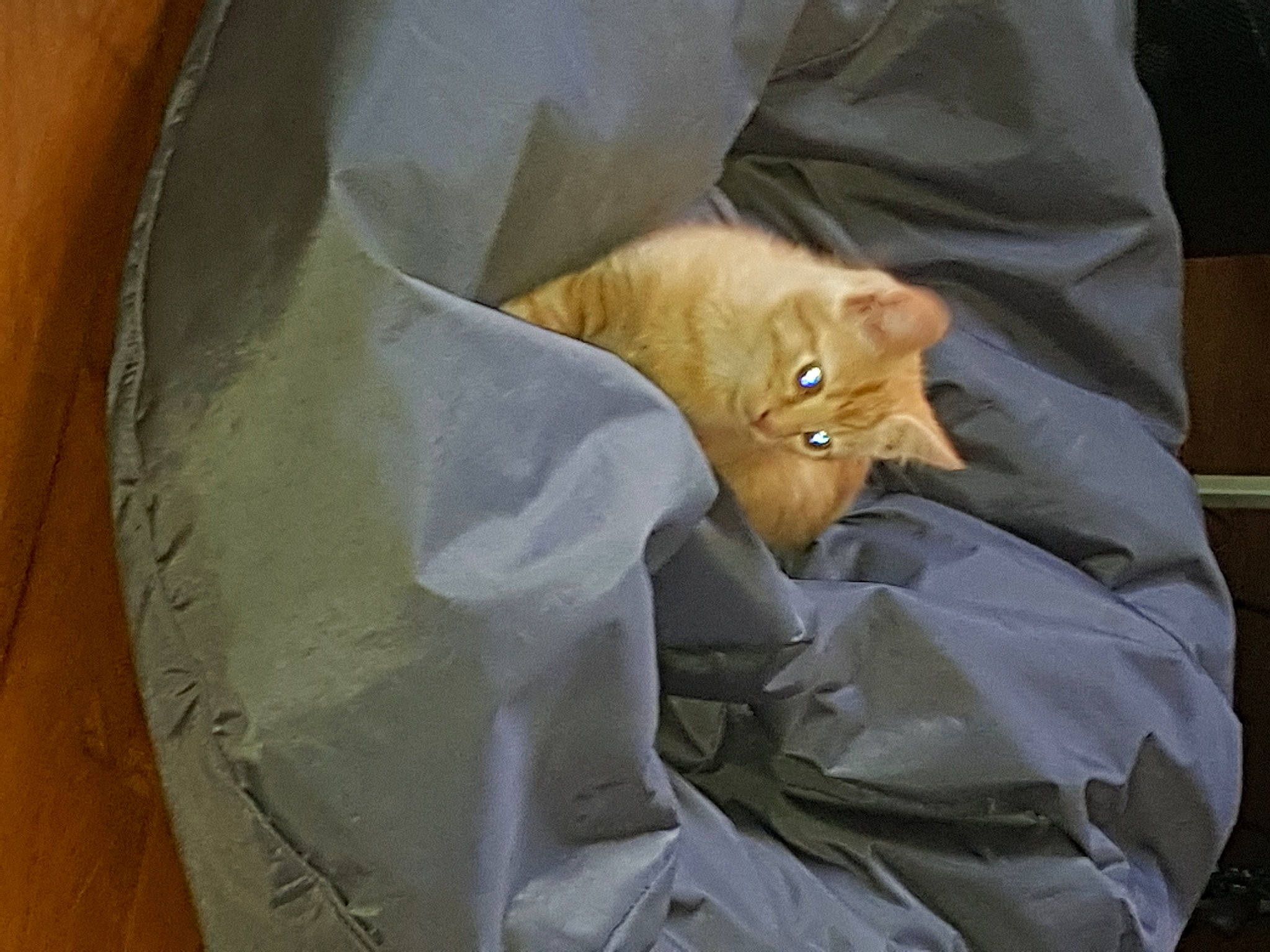 Crispy a rejoint le concours — aidez-le/la à gagner de superbes lots ! bag, canidae, carnivore, cat, comfort, devon_rex, fawn, felidae, fur, linens, paper, paper_bag, paper_product, plastic_bag, sleeve, small_to_medium_sized_cats, snout, sporting_group, tail, whiskers