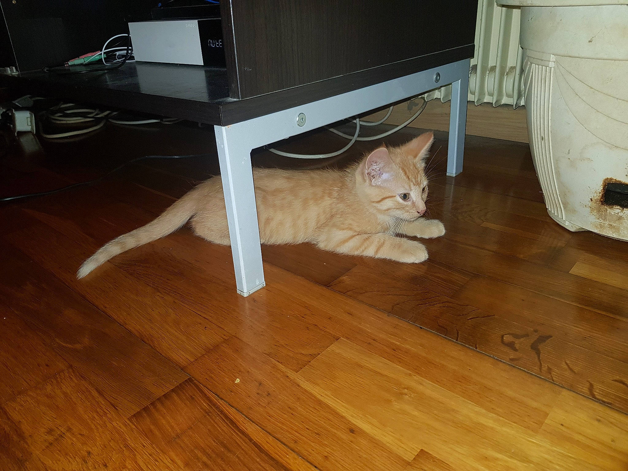 Crispy a rejoint le concours — aidez-le/la à gagner de superbes lots ! carnivore, cat, comfort, computer_monitor, desk, fawn, felidae, floor, flooring, furniture, hardwood, laminate_flooring, plank, plywood, small_to_medium_sized_cats, table, varnish, wood, wood_flooring, wood_stain