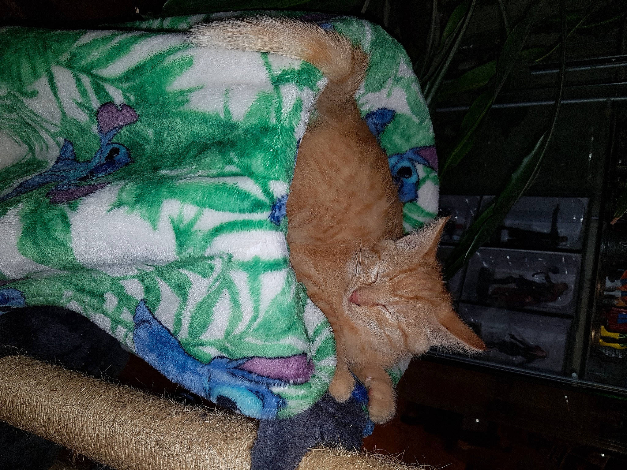 Crispy participe au concours pour gagner de l'argent avec cette photo : canidae, cat, claw, comfort, dog_breed, electric_blue, fawn, felidae, flesh, foot, fur, grass, human_leg, linens, plastic_bag, small_to_medium_sized_cats, sporting_group, tail, whiskers, wrist