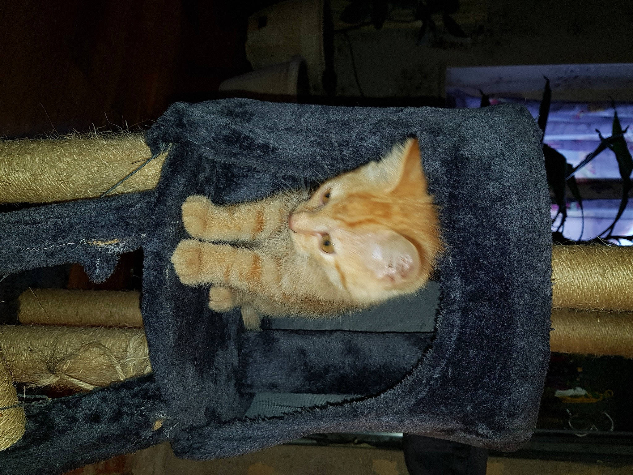 Crispy a rejoint le concours — aidez-le/la à gagner de superbes lots ! bag, carnivore, cat, comfort, domestic_short_haired_cat, fawn, felidae, fur, lap, luggage_and_bags, mammal, musical_instrument, paw, small_to_medium_sized_cats, snout, sporting_group, tail, vertebrate, whiskers, wood