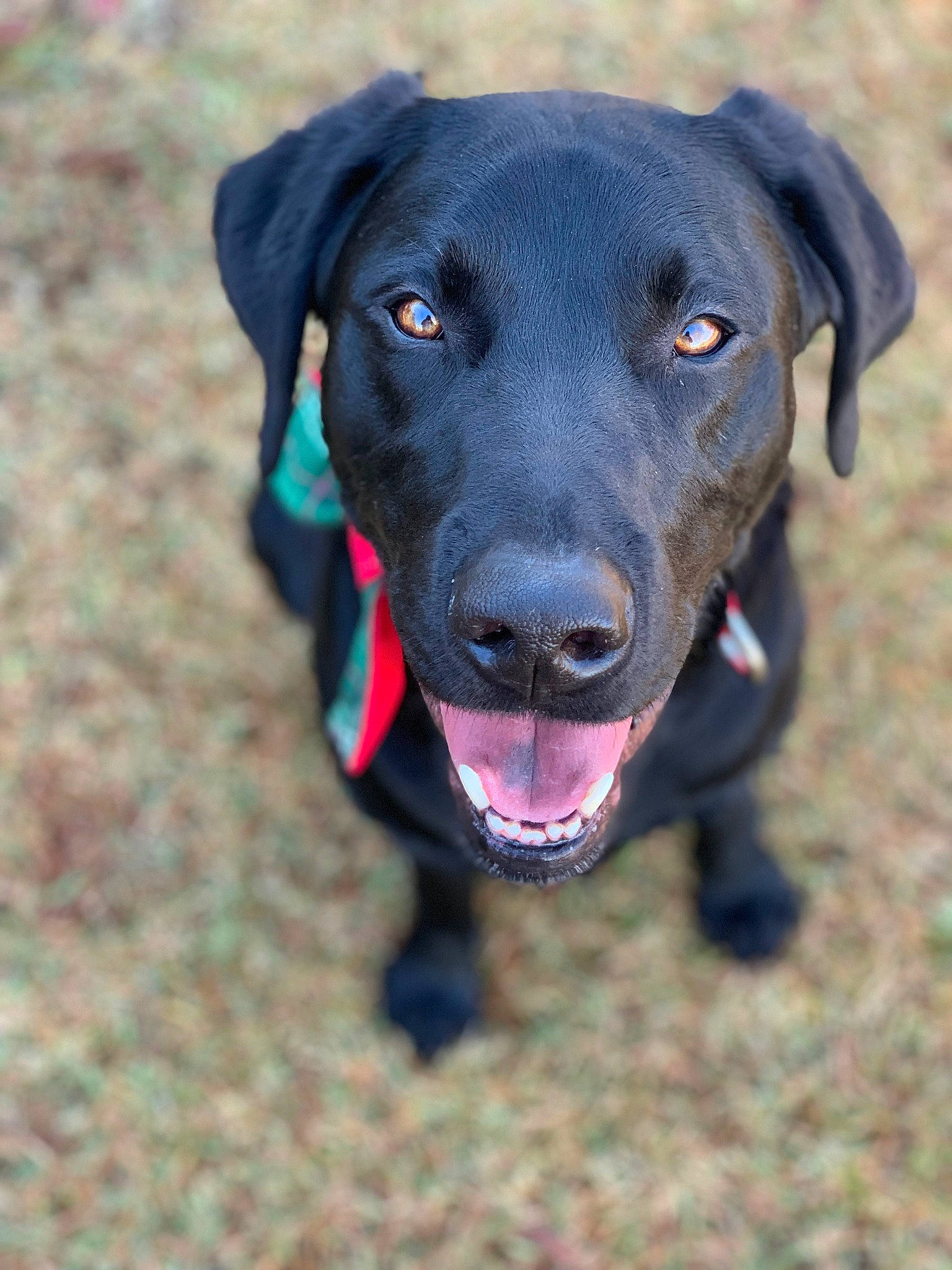 Oscar joined the competition — help win amazing prizes! beagador, blue_lacy, borador, canidae, carnivore, dog, dog_breed, hunting_dog, labrador_retriever, mammal, mountain_cur, nose, patterdale_terrier, plott_hound, pointing_breed, rare_breed_dog, retriever, snout, sporting_group, vertebrate