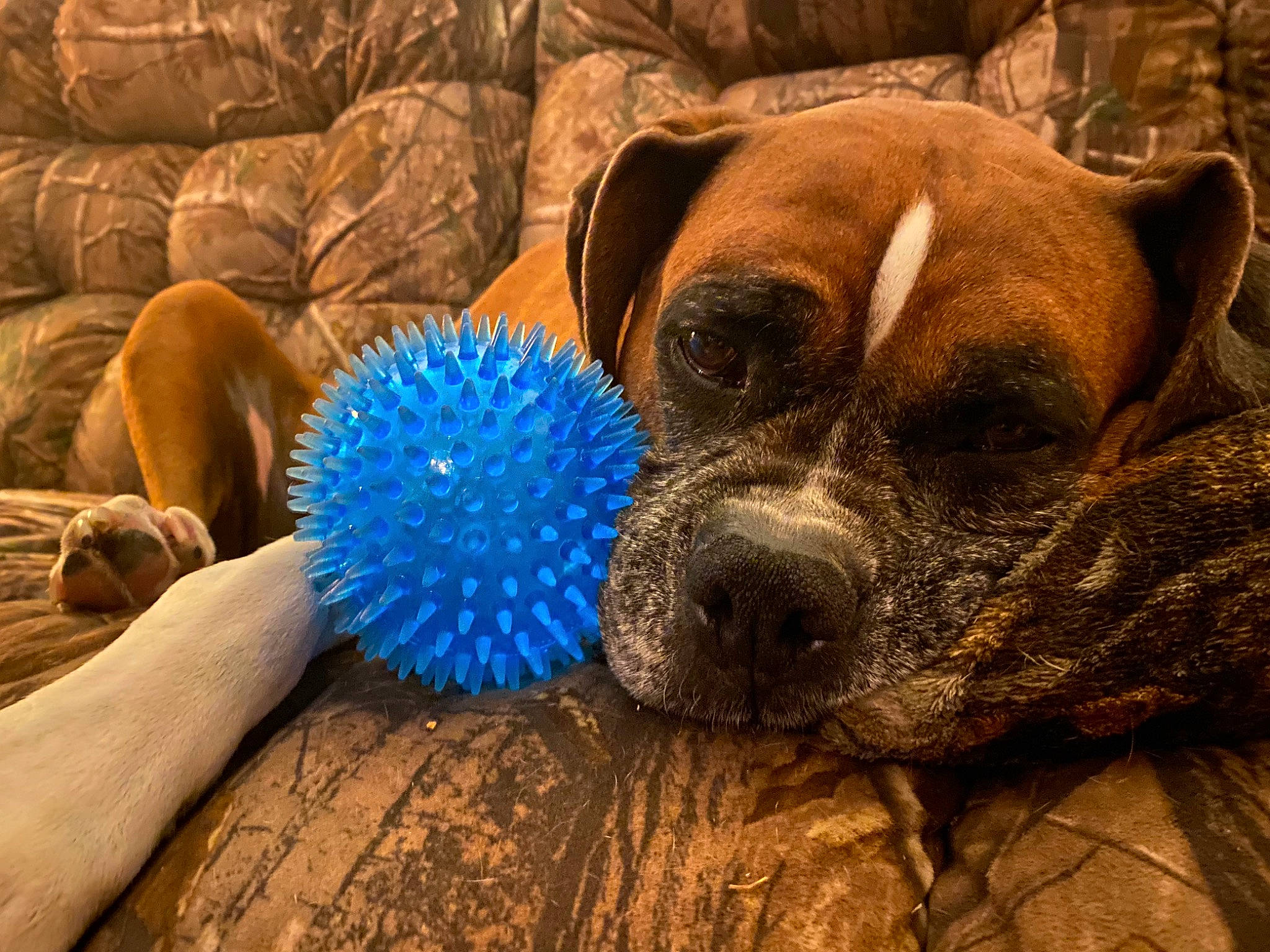 Vanellopi is registered to the contest to win money with this photo: canidae, carnivore, comfort, companion_dog, dog, dog_breed, dog_supply, electric_blue, fawn, fur, linens, nap, snout, sporting_group, terrestrial_animal, toy_dog, whiskers, wood, working_animal, wrinkle