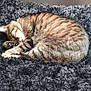 cat, tabby_cat, sleeping, curled_up, fur, pet, animal, indoor, carpet, fluffy, resting, cute, cozy, feline, quiet, home, domestic_animal, relaxing, tabby_pattern, soft