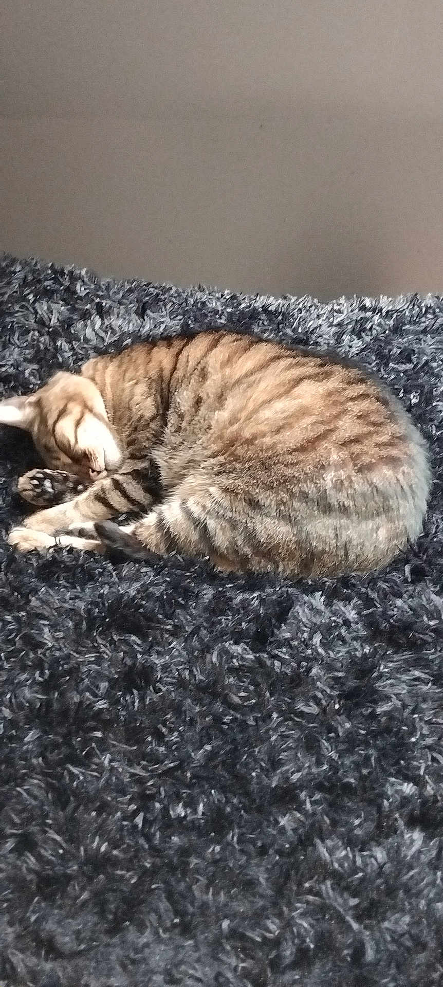 Tigrou participe au concours pour gagner de l'argent avec cette photo : cat, tabby_cat, sleeping, curled_up, fur, pet, animal, indoor, carpet, fluffy, resting, cute, cozy, feline, quiet, home, domestic_animal, relaxing, tabby_pattern, soft