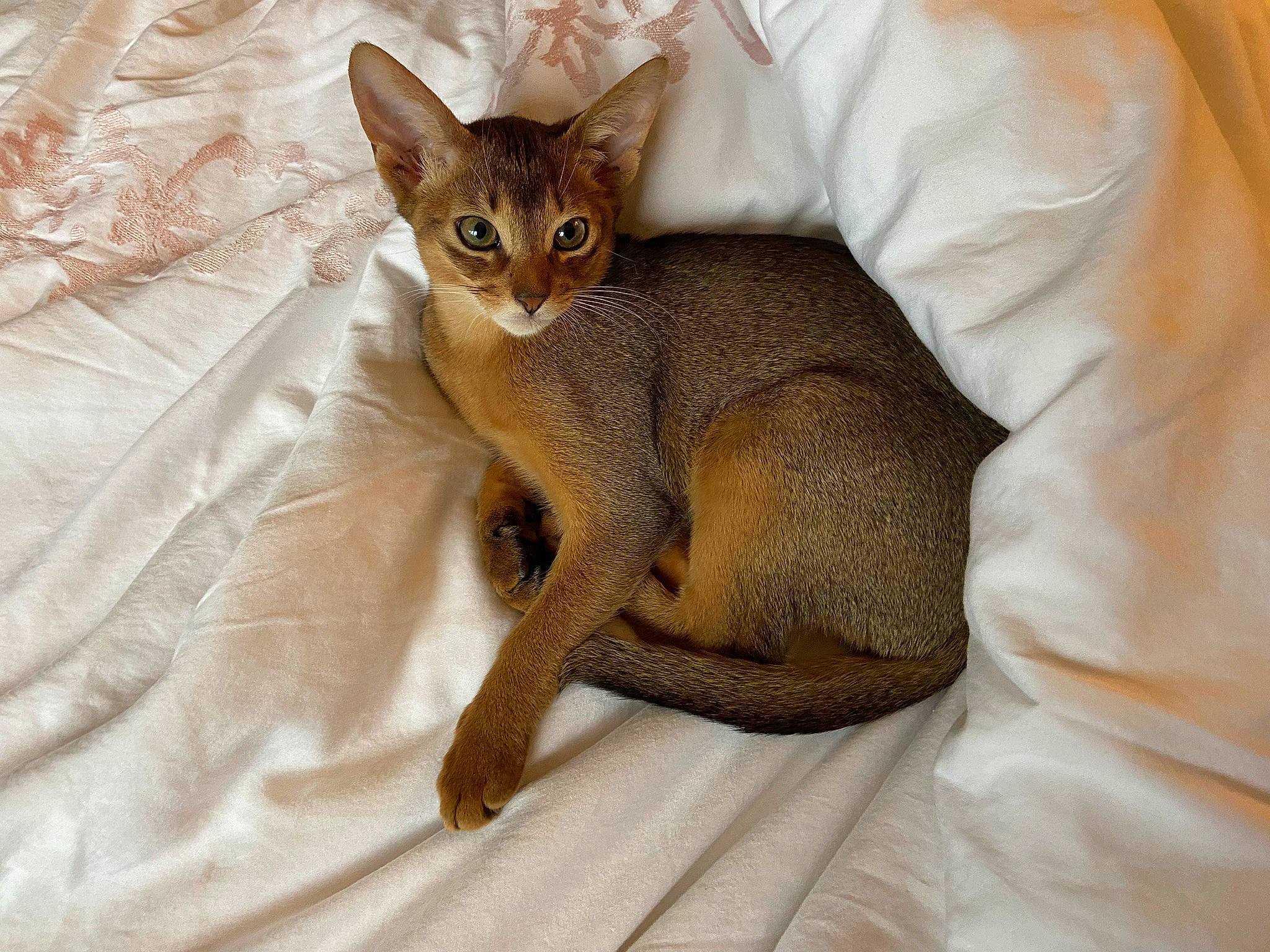Felix is registered to the contest to win money with this photo: carnivore, cat, claw, comfort, domestic_short_haired_cat, fawn, felidae, fur, linens, paw, sitting, small_to_medium_sized_cats, snout, tail, terrestrial_animal, whiskers, wildlife