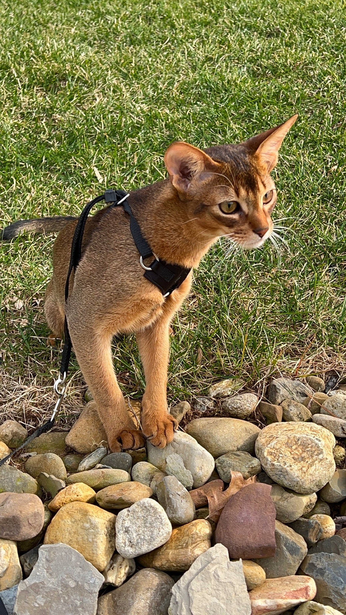 Felix is registered to the contest to win money with this photo: bedrock, canidae, carnivore, cat, dog_breed, fawn, felidae, fur, grass, landscape, pebble, plant, rock, small_to_medium_sized_cats, snout, tail, terrestrial_animal, whiskers, wildlife, working_animal