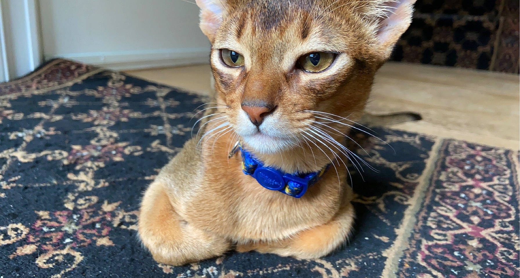 Felix joined the competition — help win amazing prizes! carnivore, cat, claw, domestic_short_haired_cat, electric_blue, fawn, felidae, fur, paw, pet_supply, small_to_medium_sized_cats, snout, tail, terrestrial_animal, thai, whiskers, wildlife