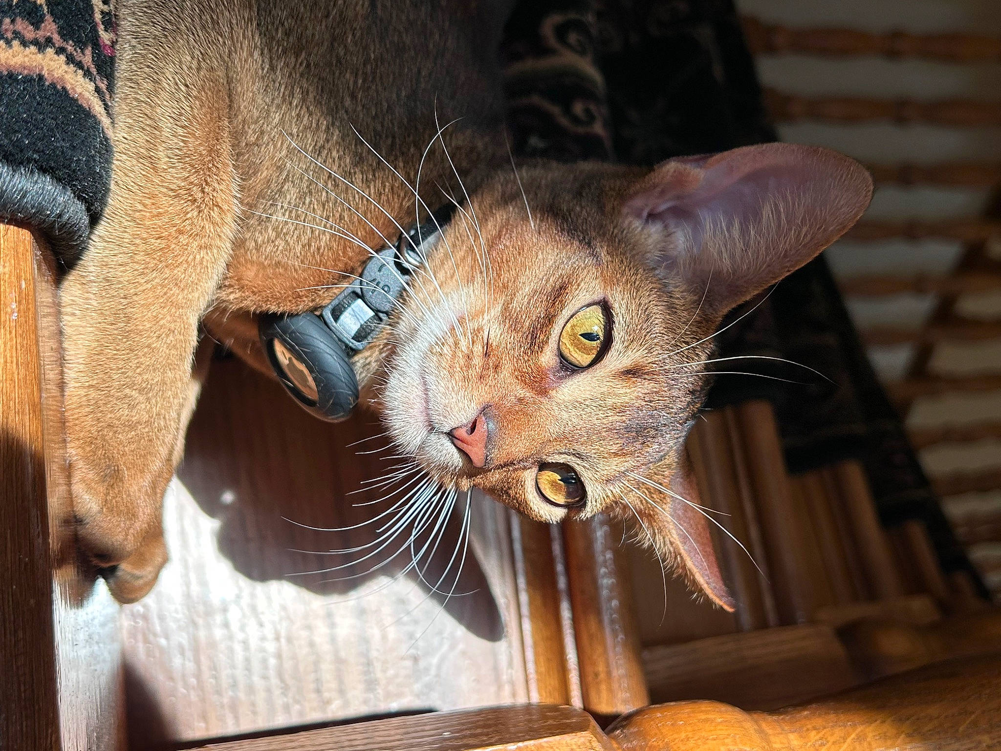 Felix is registered to the contest to win money with this photo: carnivore, cat, claw, domestic_short_haired_cat, ear, fawn, felidae, fur, small_to_medium_sized_cats, snout, terrestrial_animal, whiskers, wildlife