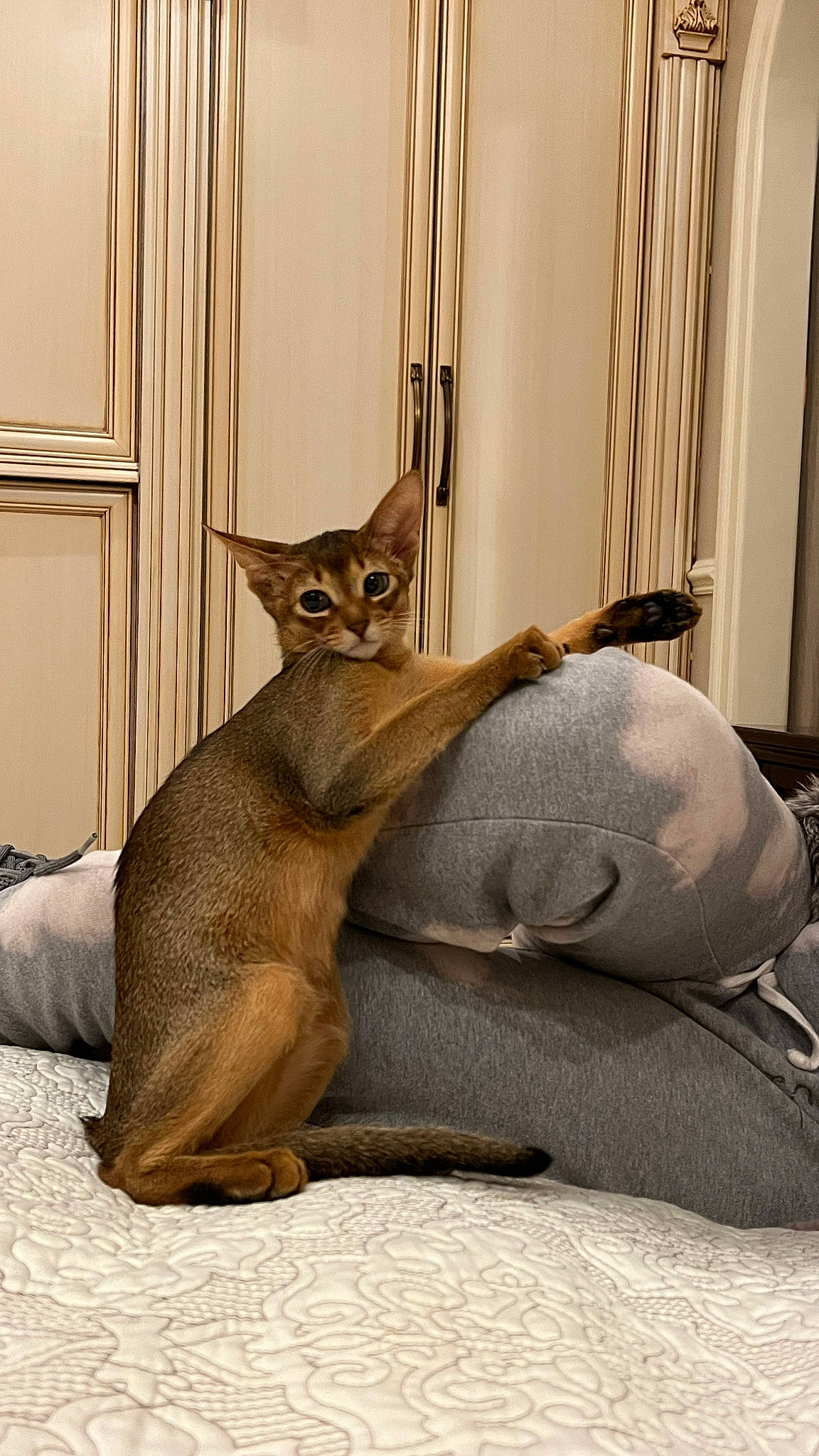 Felix joined the competition — help win amazing prizes! carnivore, cat, cat_supply, comfort, fawn, felidae, fur, linens, small_to_medium_sized_cats, tail, terrestrial_animal, waterbuck, whiskers, wildlife, window, wood