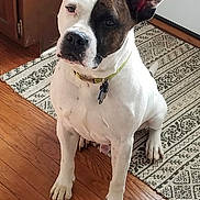 Ash joined the competition — help win amazing prizes! dog, pet, indoor, floor, wooden_floor, rug, collar, sitting, curious, attentive, animal, canine, white_dog, black_spot, ears, paw, household, domestic, companion, cute