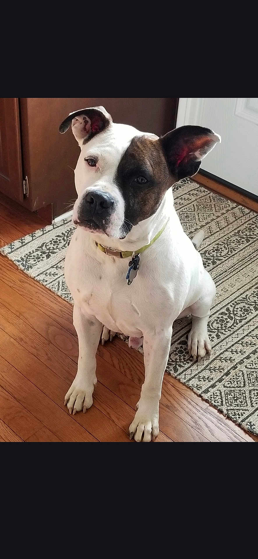 Ash joined the competition — help win amazing prizes! dog, pet, indoor, floor, wooden_floor, rug, collar, sitting, curious, attentive, animal, canine, white_dog, black_spot, ears, paw, household, domestic, companion, cute