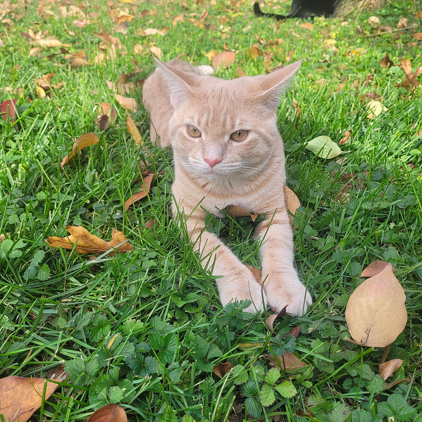 Sunny is registered to the contest to win money with this photo: animal, bear, car, cat, field, grass, grassland, herbal, herbs, kitten, lawn, leaf, nature, outdoors, pet, plant, soil, transportation, vegetation, vehicle