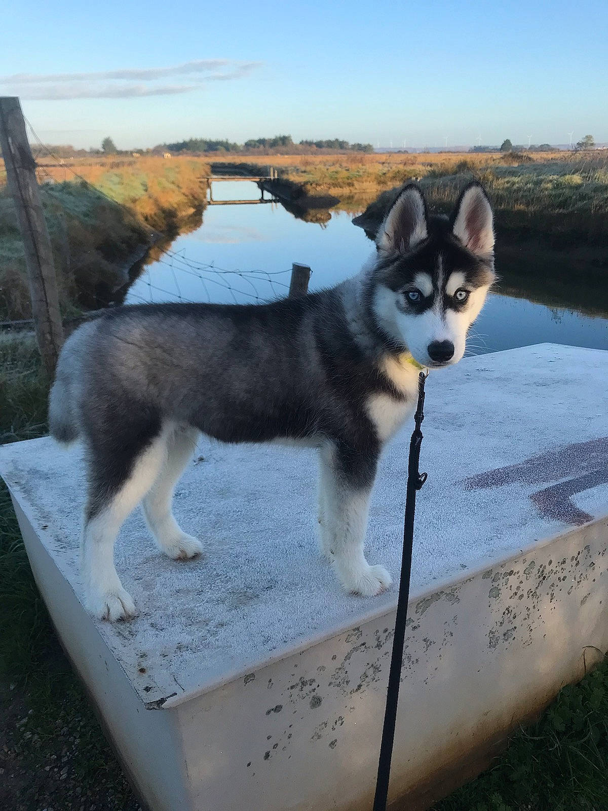 Reyko a rejoint le concours — aidez-le/la à gagner de superbes lots ! ancient_dog_breeds, canidae, carnivore, cloud, companion_dog, dog, dog_breed, grass, herding_dog, landscape, mammal, plant, sky, sled_dog, sporting_group, tail, vertebrate, water, working_animal, working_dog