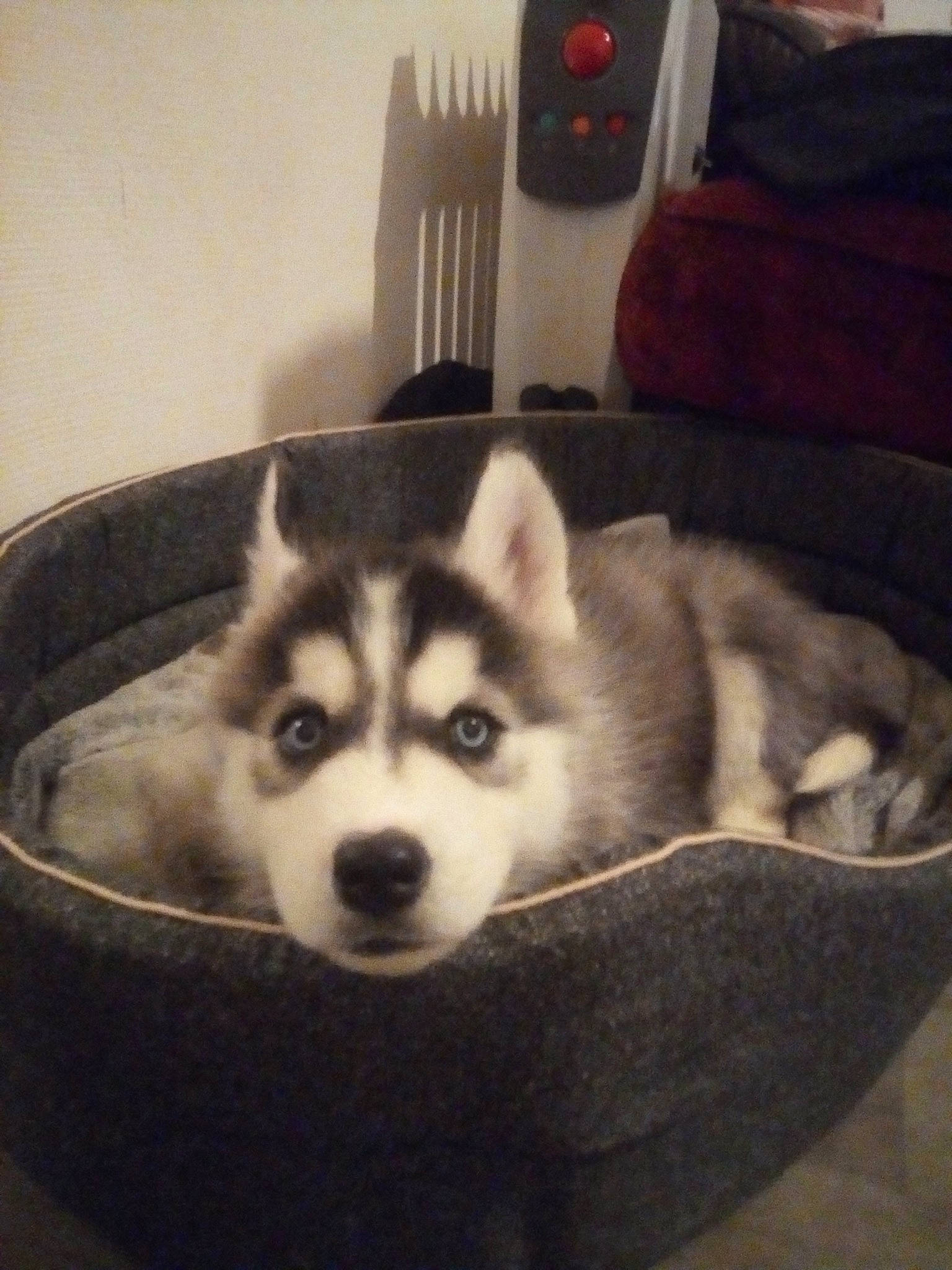 Reyko participe au concours pour gagner de l'argent avec cette photo : canis, carnivore, comfort, companion_dog, dog, dog_breed, fur, lamp, monochrome_photography, pillow, siberian_husky, sled_dog, snout, sofa_bed, square, television, terrestrial_animal, whiskers, wolf, working_dog