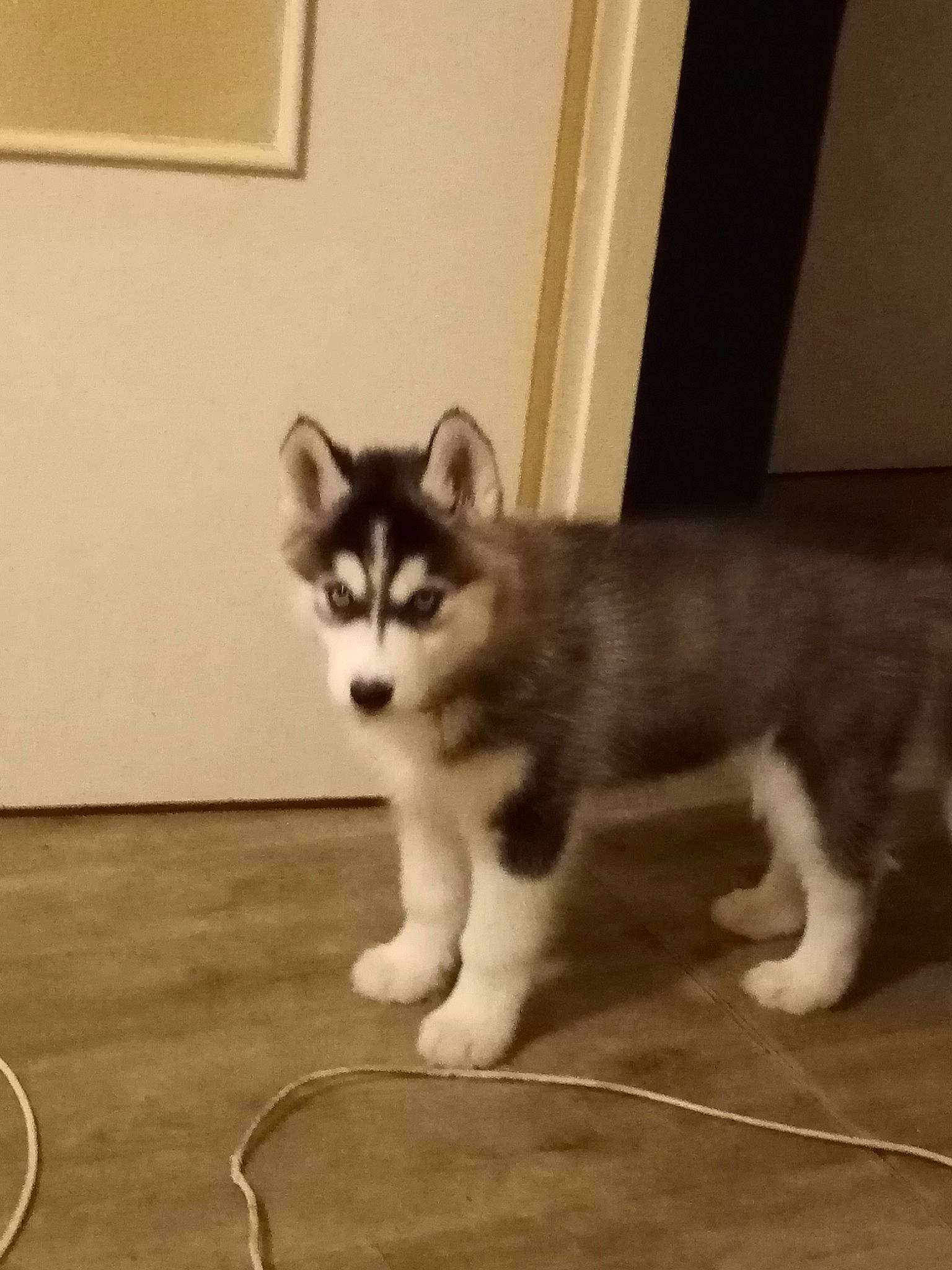 Reyko participe au concours pour gagner de l'argent avec cette photo : canidae, carnivore, cat, dog_breed, domestic_short_haired_cat, door, felidae, flooring, fur, hardwood, metal, paw, sled_dog, small_to_medium_sized_cats, snout, tail, terrestrial_animal, whiskers, window, wood