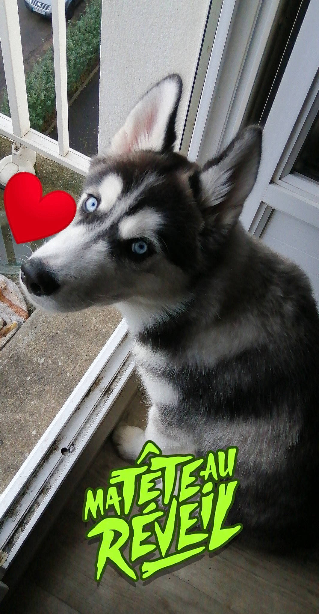 Reyko a rejoint le concours — aidez-le/la à gagner de superbes lots ! ancient_dog_breeds, automotive_wheel_system, canidae, canis, carnivore, companion_dog, dog, dog_breed, font, fur, non_sporting_group, photo_caption, plant, sled_dog, snapshot, snout, terrestrial_animal, whiskers, wolf, working_dog