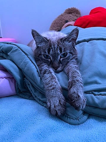 Boo participe au concours pour gagner de l'argent avec cette photo : bed, bedding, carnivore, cat, claw, comfort, couch, domestic_short_haired_cat, electric_blue, felidae, fur, grey, linens, nap, paw, sitting, small_to_medium_sized_cats, snout, tail, whiskers