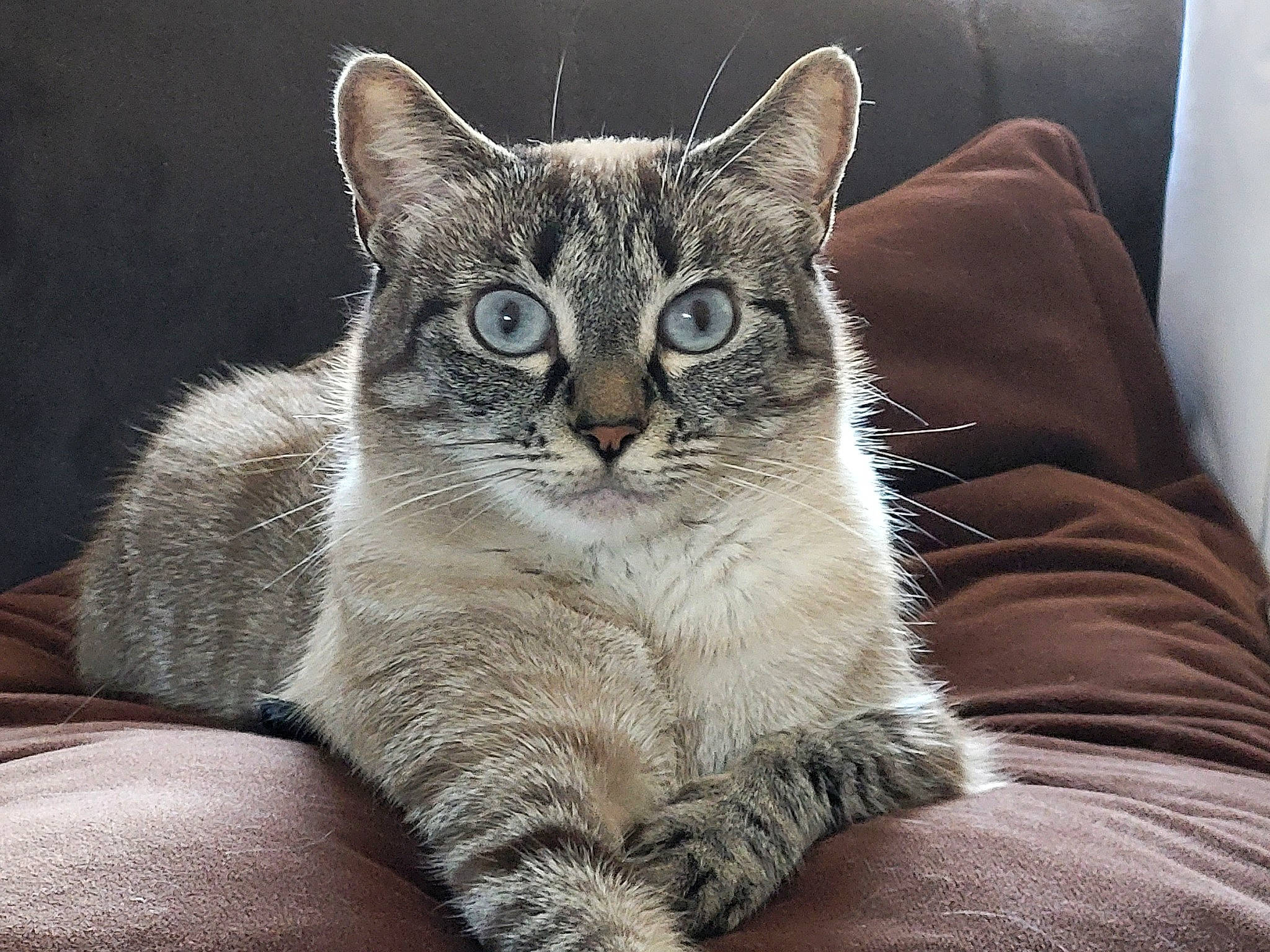 Boo a rejoint le concours — aidez-le/la à gagner de superbes lots ! carnivore, cat, claw, comfort, couch, domestic_short_haired_cat, door, felidae, fur, grey, paw, photo_caption, sitting, small_to_medium_sized_cats, snout, tail, terrestrial_animal, tree, whiskers, window