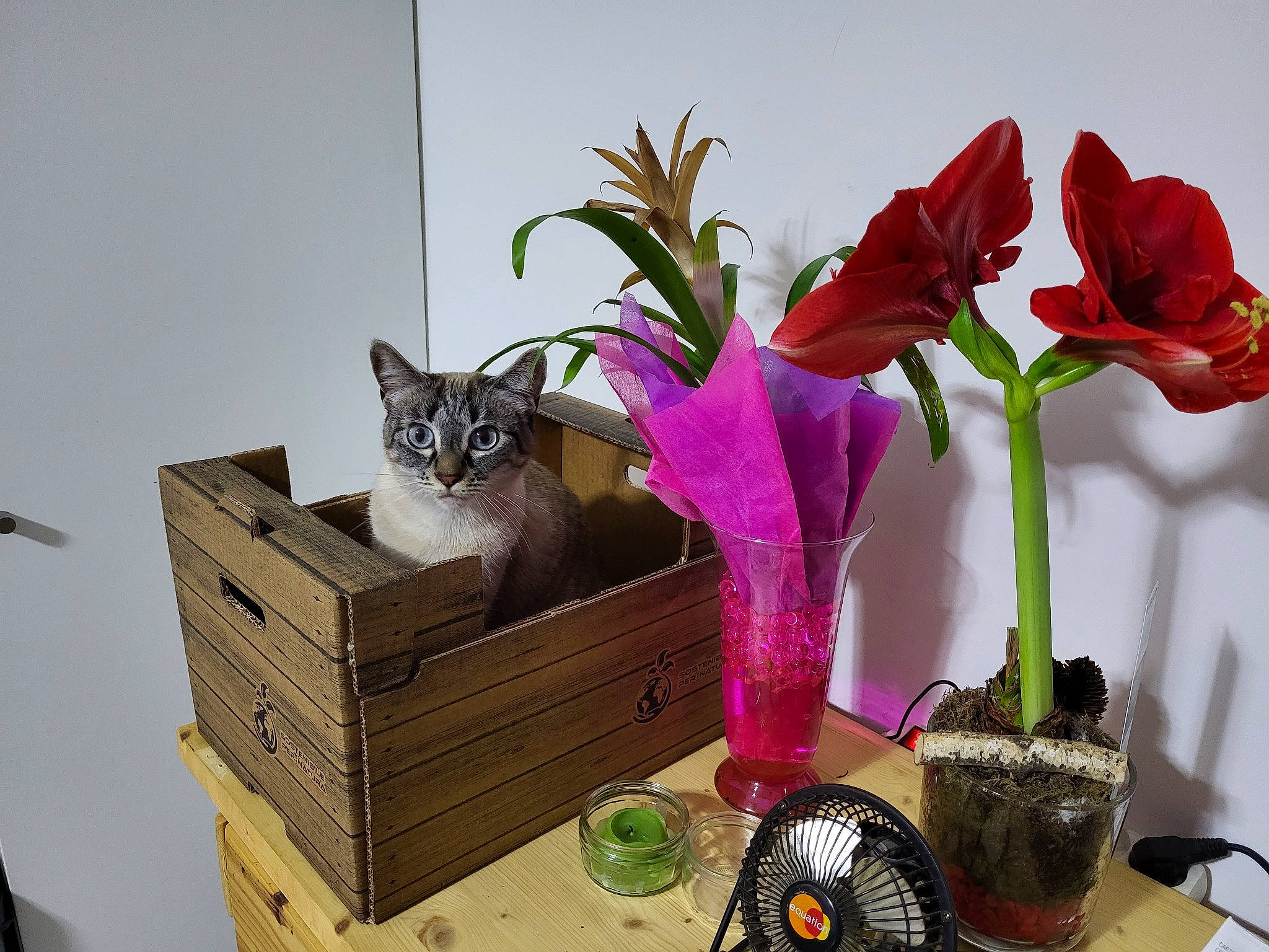 Boo a rejoint le concours — aidez-le/la à gagner de superbes lots ! carnivore, cat, cut_flowers, fawn, felidae, flower, flower_arranging, flowering_plant, flowerpot, herbaceous_plant, houseplant, magenta, petal, plant, purple, shelving, small_to_medium_sized_cats, terrestrial_plant, whiskers, wood