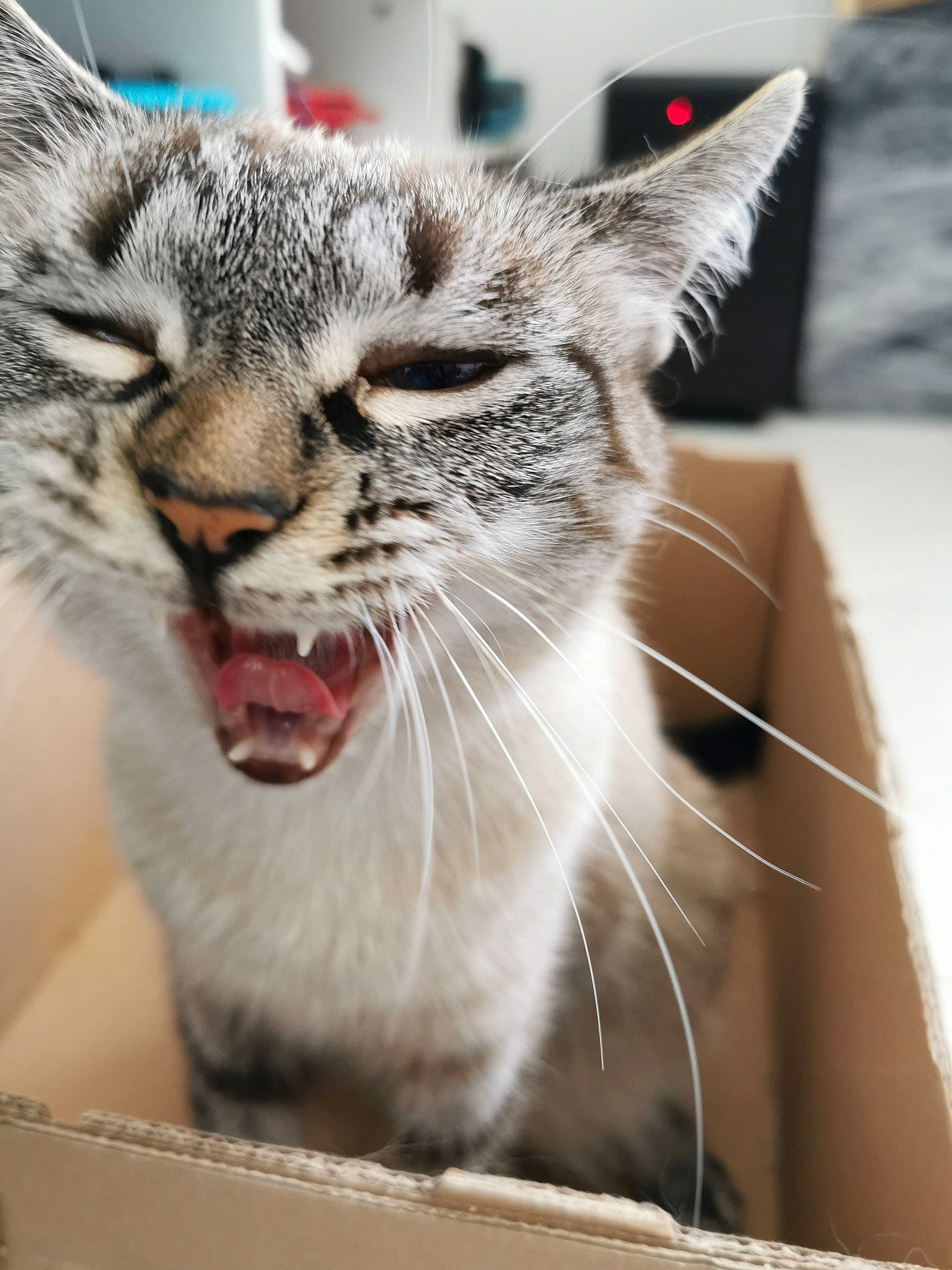 Boo a rejoint le concours — aidez-le/la à gagner de superbes lots ! carnivore, cat, claw, domestic_short_haired_cat, fang, felidae, fur, paw, small_to_medium_sized_cats, snout, terrestrial_animal, tooth, whiskers, wildlife, window, yawn