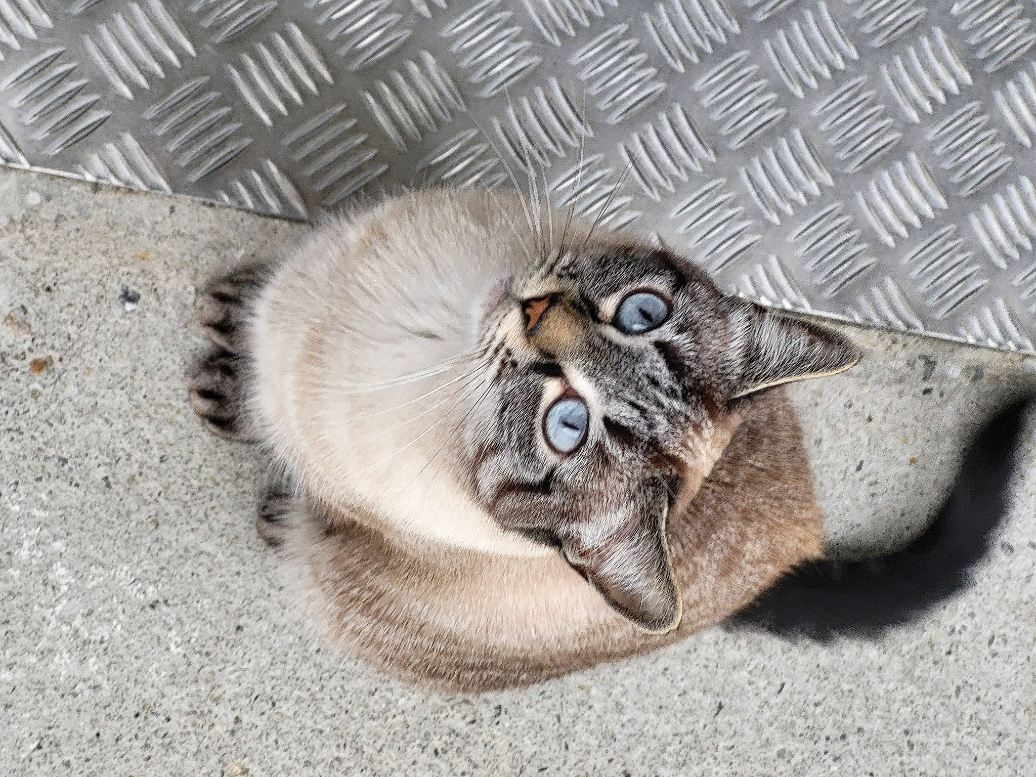 Boo a rejoint le concours — aidez-le/la à gagner de superbes lots ! carnivore, cat, claw, comfort, domestic_short_haired_cat, eye, fawn, felidae, fur, grey, paw, small_to_medium_sized_cats, snout, tail, terrestrial_animal, whiskers, wildlife