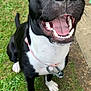 Tessa joined the competition — help win amazing prizes! dog, black_dog, white_paws, pink_collar, happy, smiling, outdoor, grass, pet, canine, tongue, teeth, ears, sitting, closeup, animal, nature, playful, friendly, companion