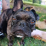 Moka a rejoint le concours — aidez-le/la à gagner de superbes lots ! dog, french_bulldog, brindle, pet, close_up, outdoor, grass, leaf, animal, canine, brown_eyes, ears, tattoo, person, nature, park, curious, face, snout, companion