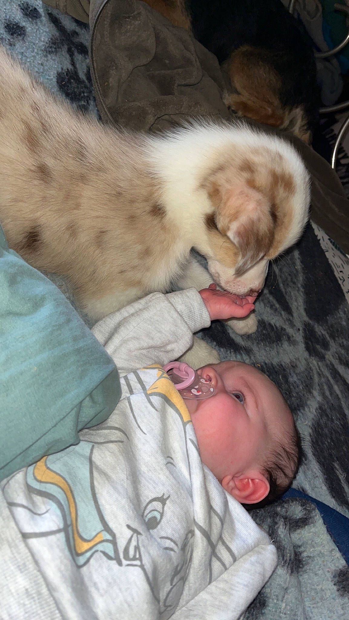 Myléna a rejoint le concours — aidez-le/la à gagner de superbes lots ! baby, carnivore, cat, claw, comfort, companion_dog, domestic_short_haired_cat, fawn, felidae, fur, lap, linens, nap, paw, person, small_to_medium_sized_cats, sunglasses, tail, toddler, tree