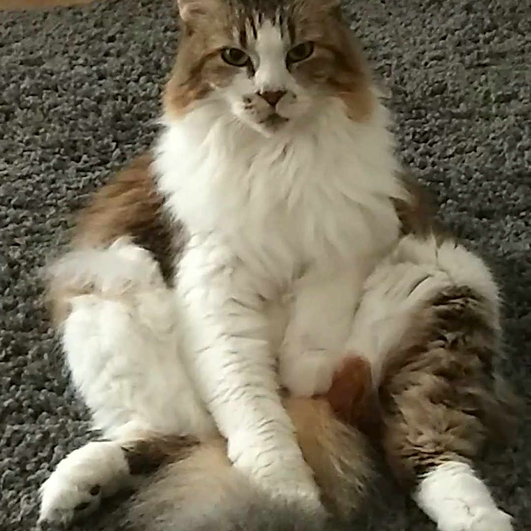 Bliss is registered to the contest to win money with this photo: aegean_cat, american_curl, british_semi_longhair, carnivore, cat, domestic_long_haired_cat, european_shorthair, felidae, fur, kitten, maine_coon, mammal, norwegian_forest_cat, polydactyl_cat, ragamuffin, siberian, small_to_medium_sized_cats, tail, vertebrate, whiskers