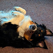 Charlotte is registered to the contest to win money with this photo: dog, carpet, pet, lying_down, fur, black_fur, white_fur, brown_fur, ears, paws, animal, cute, playful, looking, indoors, domestic, mammal, canine, resting, portrait