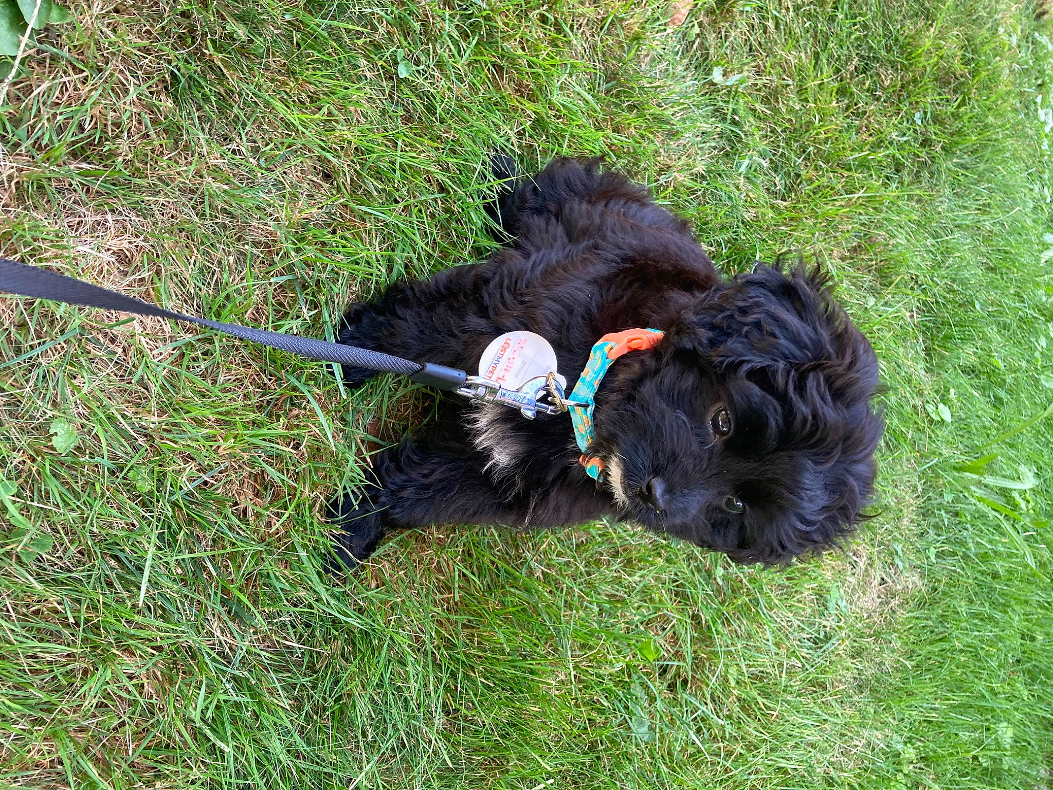 Eevee joined the competition — help win amazing prizes! canidae, carnivore, collar, companion_dog, dog, dog_breed, dog_collar, dog_supply, grass, leash, liver, small_terrier, sporting_group, tail, terrestrial_animal, terrier, toy_dog, water_dog, working_animal, working_dog