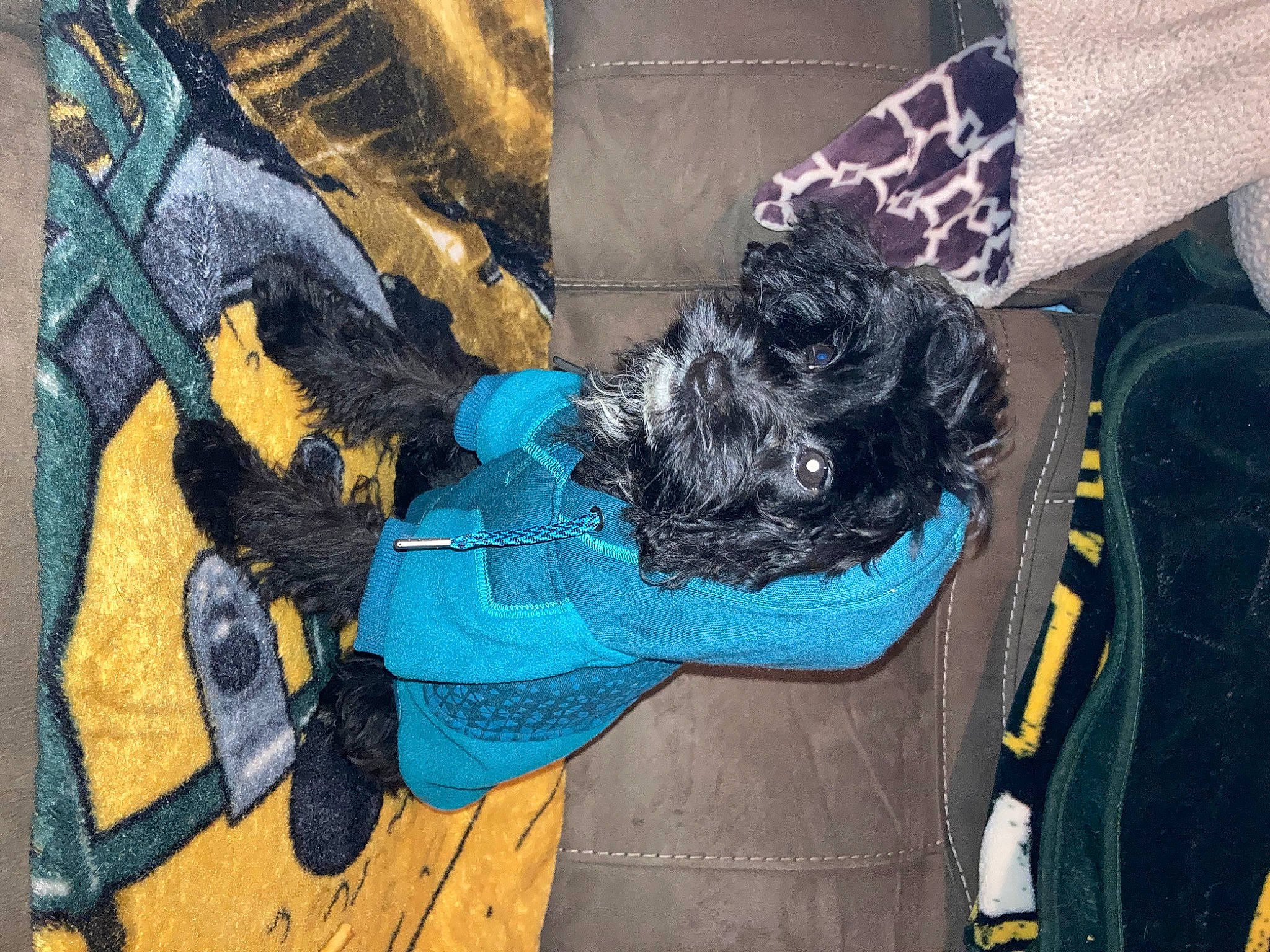 Eevee is registered to the contest to win money with this photo: art, carnivore, companion_dog, dog, dog_breed, dog_supply, electric_blue, fur, hat, paint, painting, pattern, personal_protective_equipment, recreation, visual_arts, wood