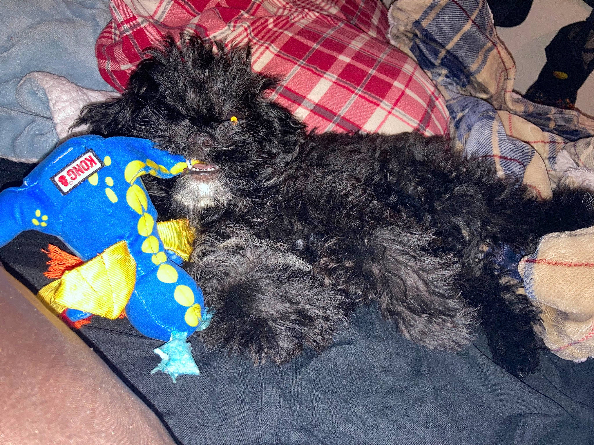 Eevee is registered to the contest to win money with this photo: canidae, carnivore, comfort, companion_dog, dog, dog_breed, dog_supply, fur, nap, pattern, puppy_love, shih_poo, small_terrier, snout, sporting_group, tail, terrier, toy_dog, water_dog, yorkipoo