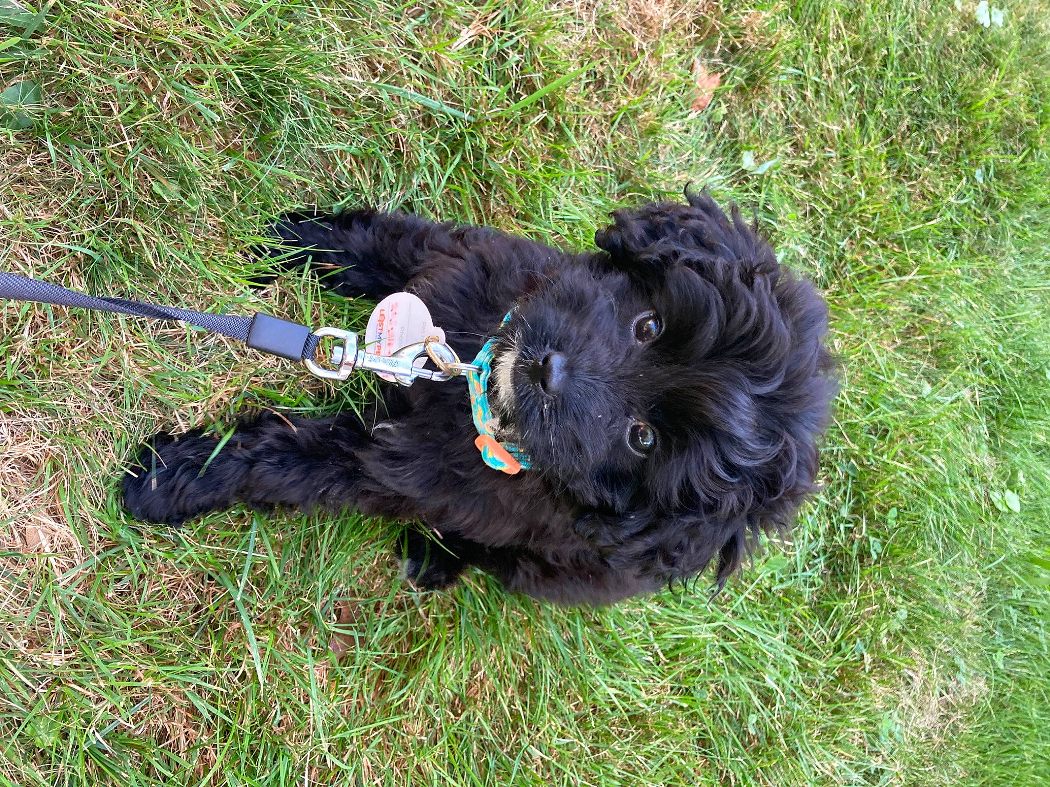 Eevee is registered to the contest to win money with this photo: canidae, carnivore, collar, companion_dog, dog, dog_breed, dog_collar, dog_supply, fur, grass, leash, liver, pet_supply, sporting_group, tail, terrier, toy_dog, watch, water_dog, working_animal