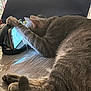 Rio participe au concours pour gagner de l'argent avec cette photo : cat, gray_cat, smartphone, headphones, table, paw, fur, indoor, curious, relaxed, pet, device, technology, closeup, animal, domestic_animal, resting, focus, screen, sleepy