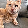cat, ginger_cat, pet, feline, close_up, indoor, couch, furniture, relaxed, whiskers, paw, fur, green_eyes, cute, animal, domestic_animal, resting, portrait, soft_fur, living_room