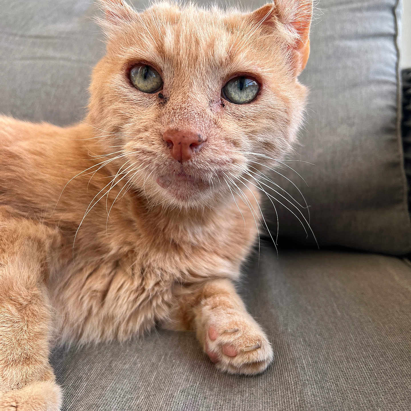 Rio participe au concours pour gagner de l'argent avec cette photo : animal, cat, close_up, couch, cute, domestic_animal, feline, fur, furniture, ginger_cat, green_eyes, indoor, living_room, paw, pet, portrait, relaxed, resting, soft_fur, whiskers