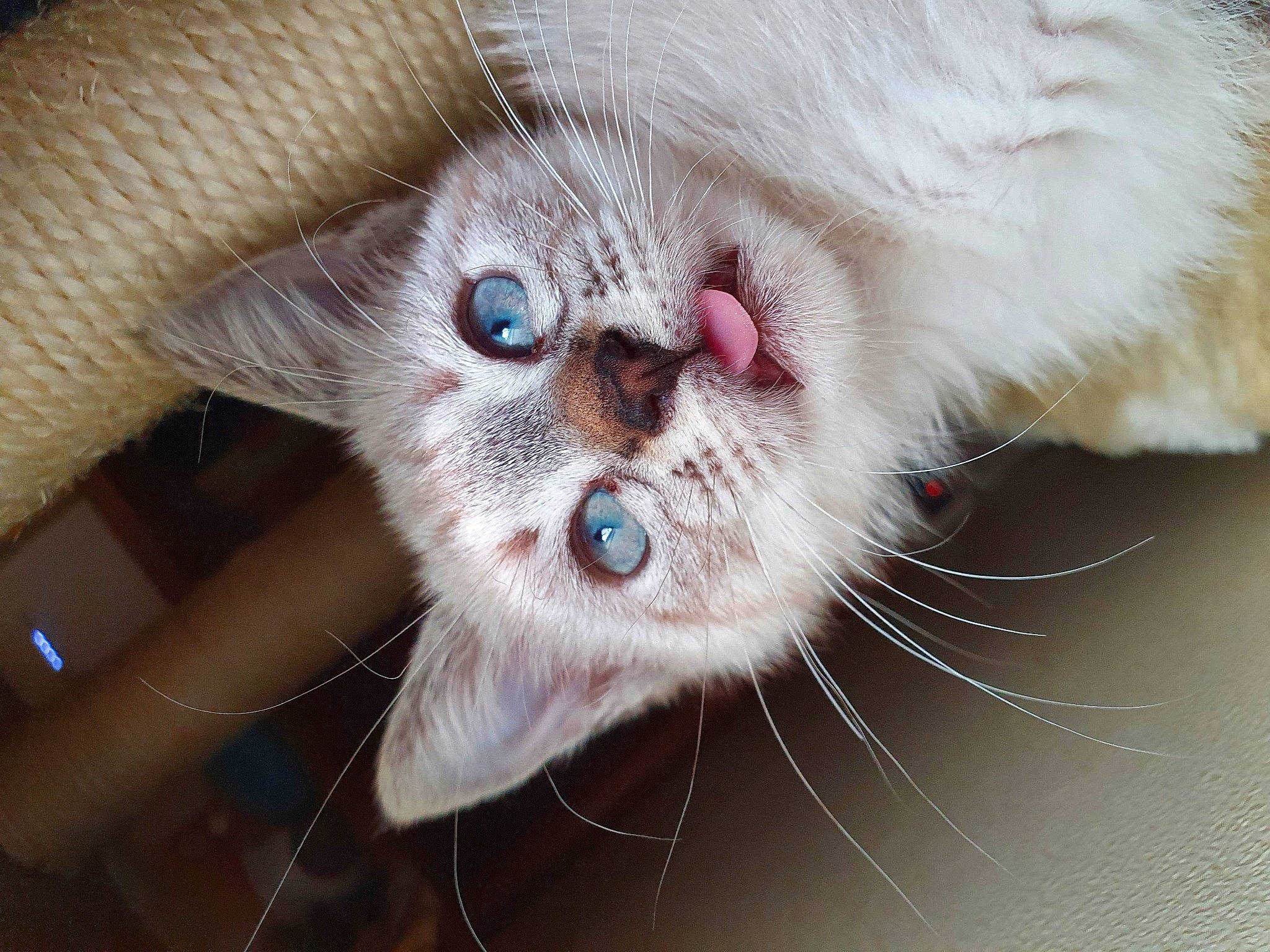 Soupline a rejoint le concours — aidez-le/la à gagner de superbes lots ! balinese, carnivore, cat, claw, domestic_short_haired_cat, ear, eye, fawn, felidae, fur, head, paw, small_to_medium_sized_cats, snout, tail, terrestrial_animal, thai, whiskers