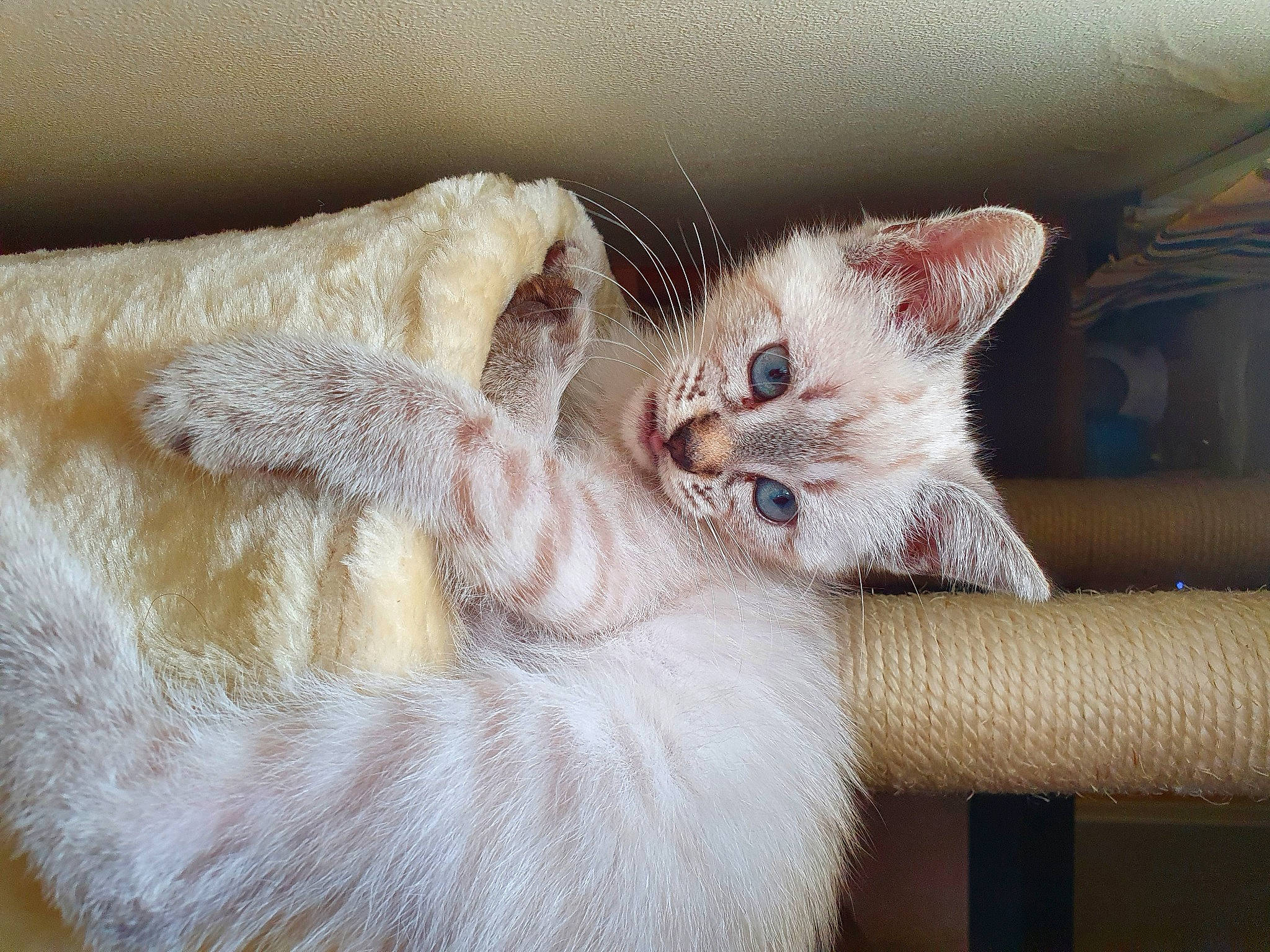 Soupline participe au concours pour gagner de l'argent avec cette photo : carnivore, cat, cat_supply, claw, close_up, comfort, domestic_short_haired_cat, ear, eyelash, fawn, felidae, foot, fur, paw, small_to_medium_sized_cats, tail, whiskers