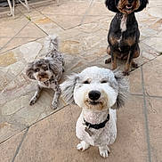 Oatmeal joined the competition — help win amazing prizes! dog, pet, outdoor, stone_patio, three_dogs, curious, black_dog, white_dog, gray_dog, collar, sitting, lying_down, fur, animal, canine, backyard, summer, companions, playful, friendly