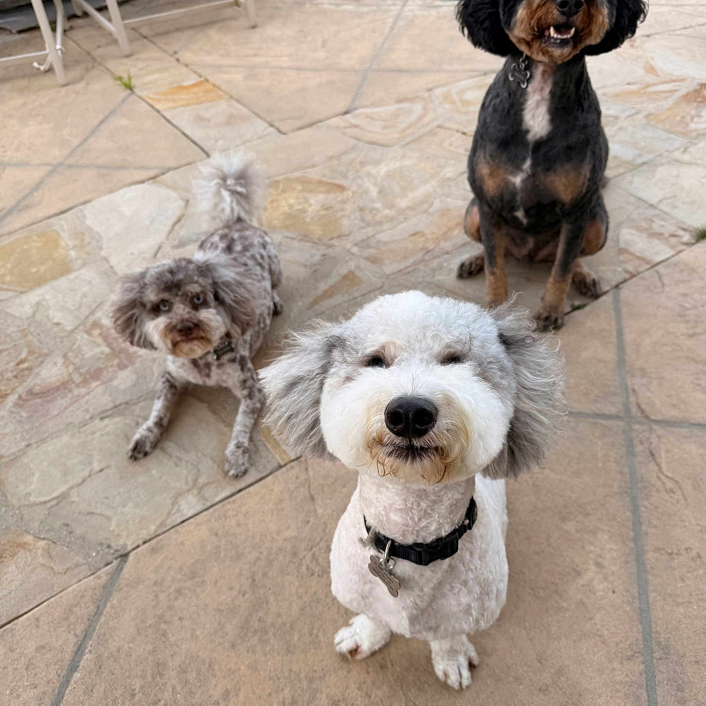 Oatmeal joined the competition — help win amazing prizes! dog, pet, outdoor, stone_patio, three_dogs, curious, black_dog, white_dog, gray_dog, collar, sitting, lying_down, fur, animal, canine, backyard, summer, companions, playful, friendly