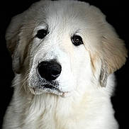 Urkan a rejoint le concours — aidez-le/la à gagner de superbes lots ! adorable, animal, animal_portrait, big_nose, black_background, canine, close_up, cute, dog, domestic_animal, face, fluffy, friendly, furry, looking_up, mammal, pet, portrait, soft_texture, white_fur