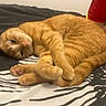 Minette a rejoint le concours — aidez-le/la à gagner de superbes lots ! cat, orange_tabby, pet, sleeping, bed, blanket, human_arm, resting, indoor, cozy, feline, whiskers, paws, fur, striped, cute, animal, domestic_cat, relaxed, looking