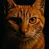 animal, cat, close_up, cute, dark_background, detailed, domestic_cat, eyes, face, feline, focused, fur, indoor, looking_at_camera, mammal, orange_tabby, pet, portrait, sharp, whiskers