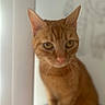 animal, cat, closeup, curious, curtain, cute, domestic_cat, ears, eyes, feline, fur, indoor, looking, orange_tabby, pet, portrait, sitting, soft_focus, whiskers, window