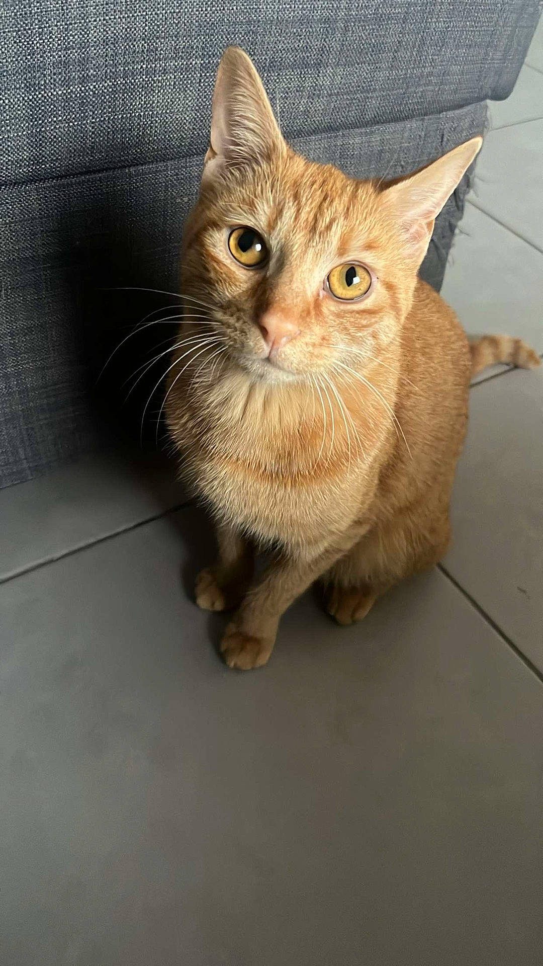 Minette a rejoint le concours — aidez-le/la à gagner de superbes lots ! animal, cat, close_up, companion, cozy, curious, cute, domestic_animal, ears, feline, floor, fur, indoor, looking_up, orange_tabby, pet, sitting, tail, tile, whiskers